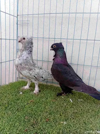 زوج حب رمان 3