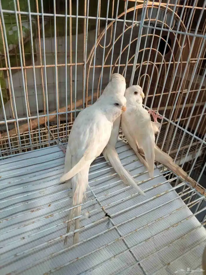 سلام عليكم للبيع عصافير حب ألون ألابيض عيون حمر العمر مجهول 2