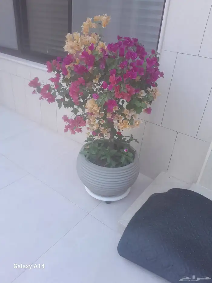 ابو محمد لتنسيق الحدائق 6