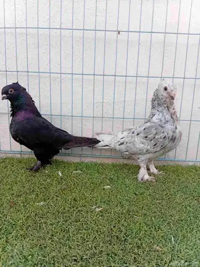 زوج حب رمان 4