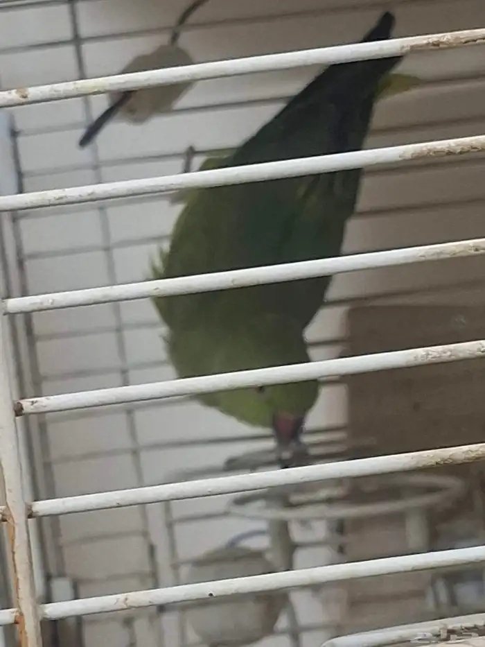 زوج دراه هندي جهازه للنتاج 2