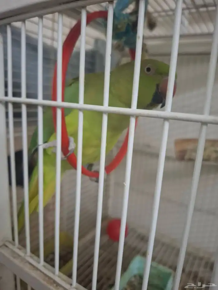 زوج دره هندي جهاز للنتاج 0