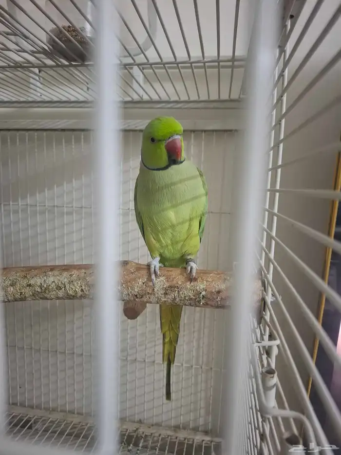 زوج دره هندي جهاز للنتاج 1