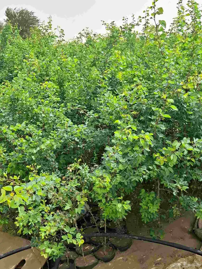 شتلات لوز طول 1.5 متر 0