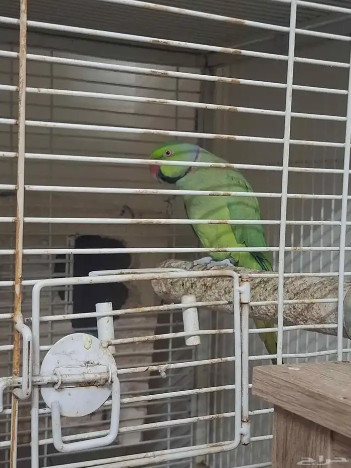 زوج دراه هندي جهازه للنتاج 1