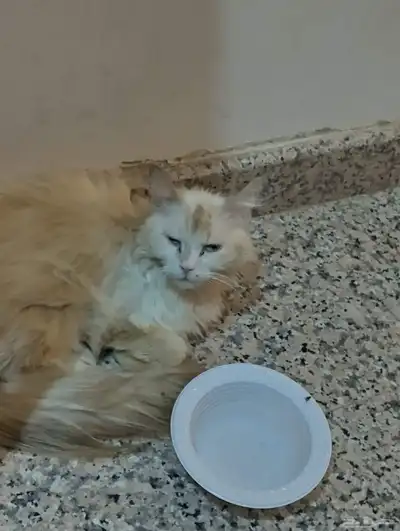 قطه اوقط ضايع 0