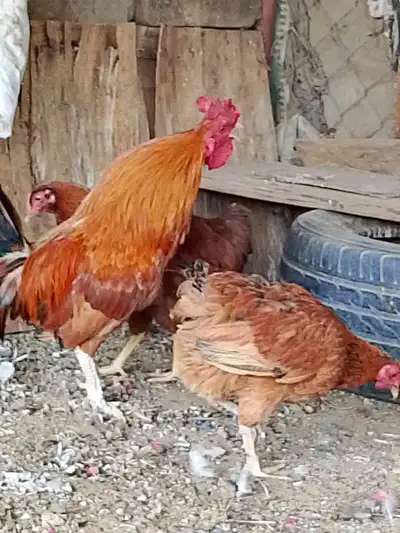 دجاج فرنسي 0