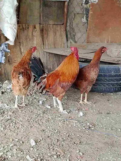 دجاج فرنسي 1