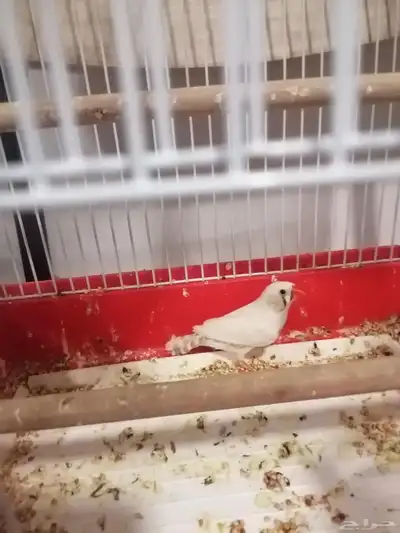 عصفور للبيع مع قفصه واكله 0