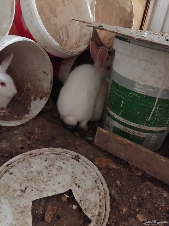 أرانب فرنسي للبيع 2