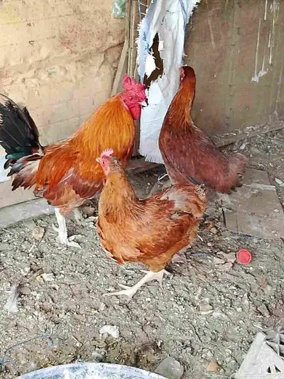 دجاج فرنسي 2