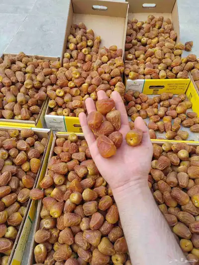 تمر سكري فاخر 1