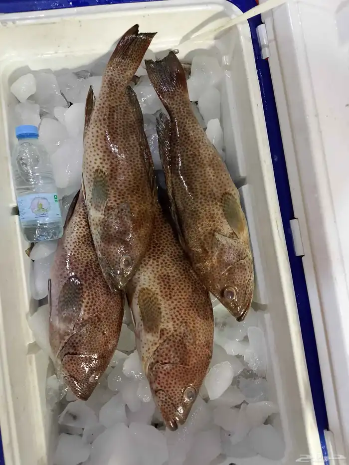 اسماك طازجة 1