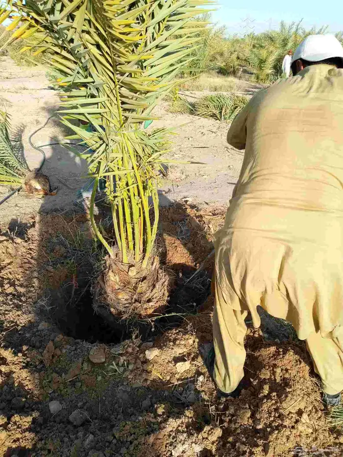 نخل برني عجوه منيفي صقعي نخيل شيشي روثانا خضري غر واشنطني 8