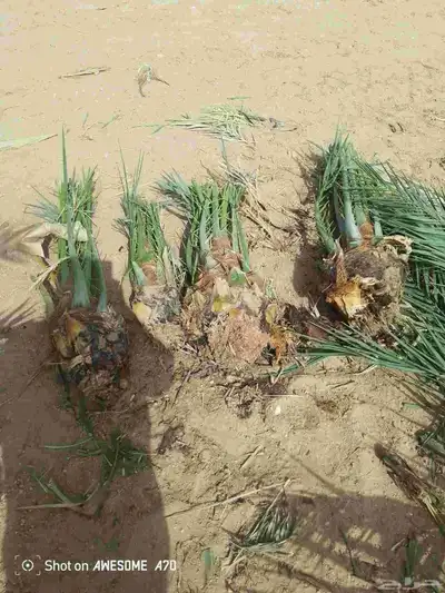 توريد نخل فسايل جثايث نقايل صقعي مجدول سكري 4