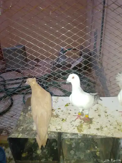 حمام للبيع 5