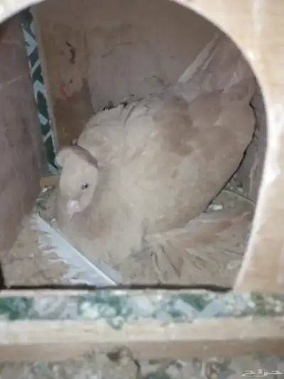 حمام للبيع 2