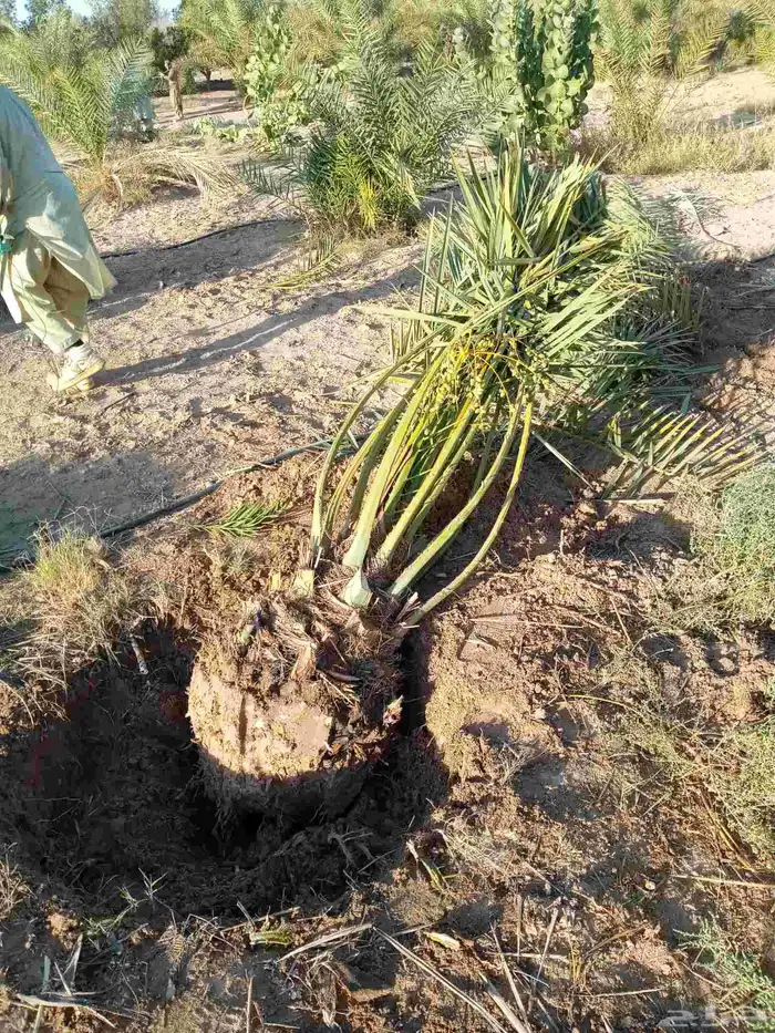 نخل برني عجوه منيفي صقعي نخيل شيشي روثانا خضري غر واشنطني 7