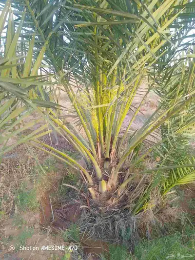توريد نخل فسايل جثايث نقايل صقعي مجدول سكري 7