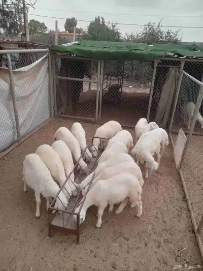 يوجد لدينا ضبيح وسط ثلاجه جبره منسبات خرفان نضيفه على شرط 0