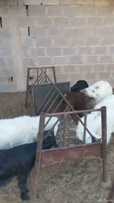 للبيع بحائل بالقاعد اجذعات عدد 13 طيبة العمر من ست أشهر وفوق 3