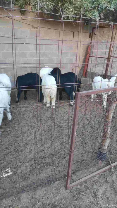 للبيع بحائل بالقاعد اجذعات عدد 13 طيبة العمر من ست أشهر وفوق 0