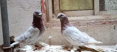 للبيع زوج تركي وانثى 14