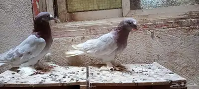 للبيع زوج تركي وانثى 5