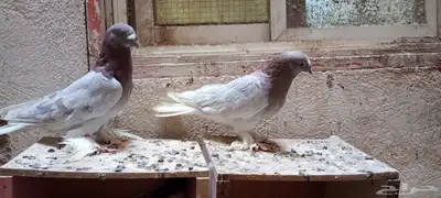 للبيع زوج تركي وانثى 1