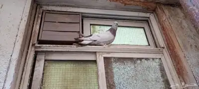 للبيع زوج تركي وانثى 20