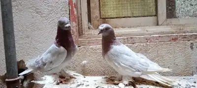 للبيع زوج تركي وانثى 16