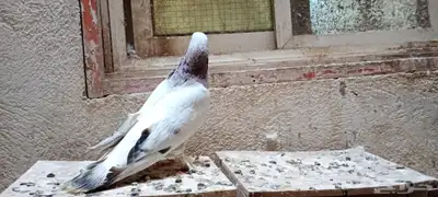 للبيع زوج تركي وانثى 2