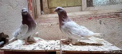للبيع زوج تركي وانثى 8