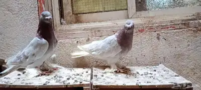 للبيع زوج تركي وانثى 4