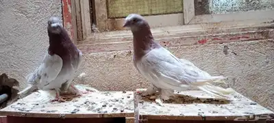 للبيع زوج تركي وانثى 9