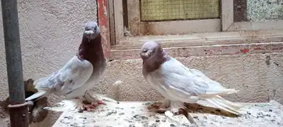 للبيع زوج تركي وانثى 15
