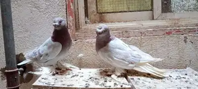للبيع زوج تركي وانثى 17