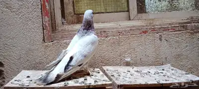 للبيع زوج تركي وانثى 19