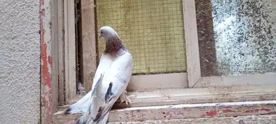 للبيع زوج تركي وانثى 18