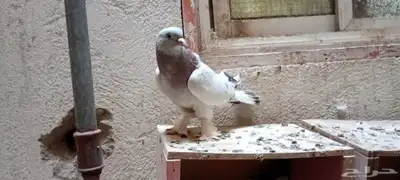 للبيع زوج تركي وانثى 3