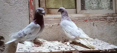 للبيع زوج تركي وانثى 11