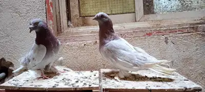 للبيع زوج تركي وانثى 7