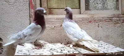 للبيع زوج تركي وانثى 10