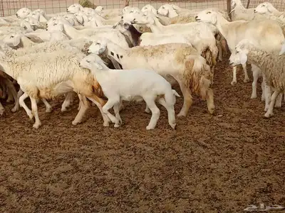 غنم مراح واحد العدد 67 9
