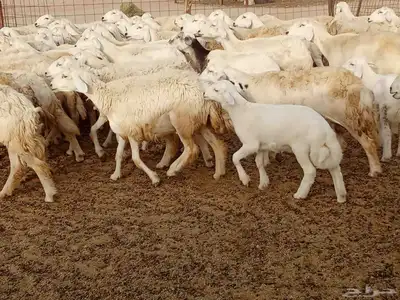 غنم مراح واحد العدد 67 7
