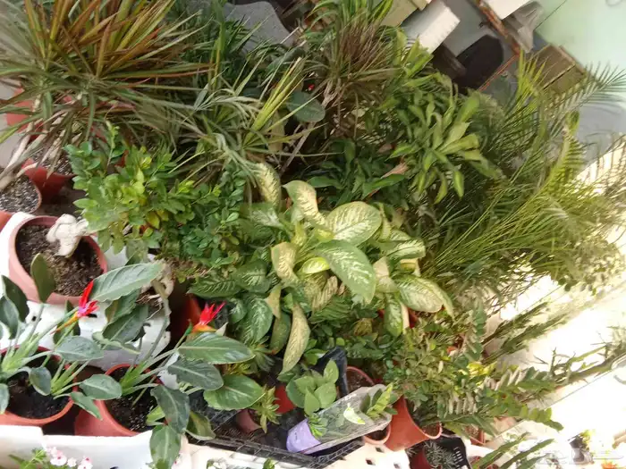 تنسيق حدايق 3