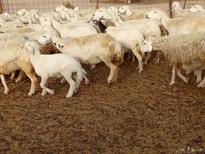 غنم مراح واحد العدد 67 3