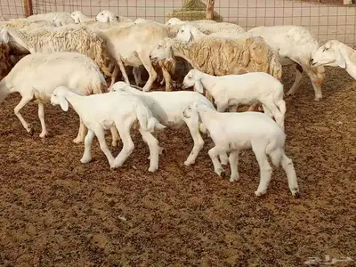 غنم مراح واحد العدد 67 6