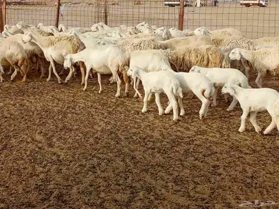 غنم مراح واحد العدد 67 1