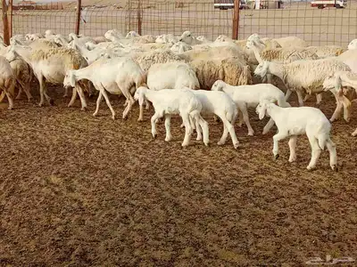 غنم مراح واحد العدد 67 2